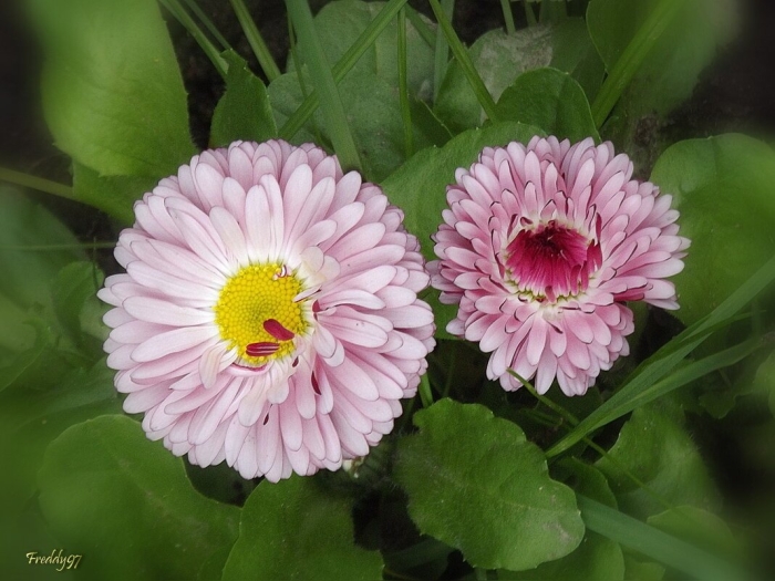 Цветок маргаритка