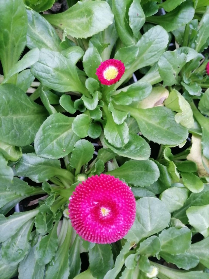 Маргаритка многолетняя tasso red