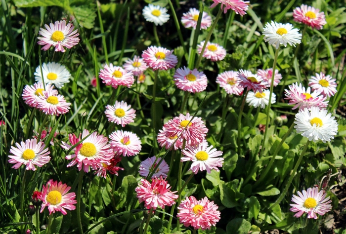 Маргаритка многолетняя грация