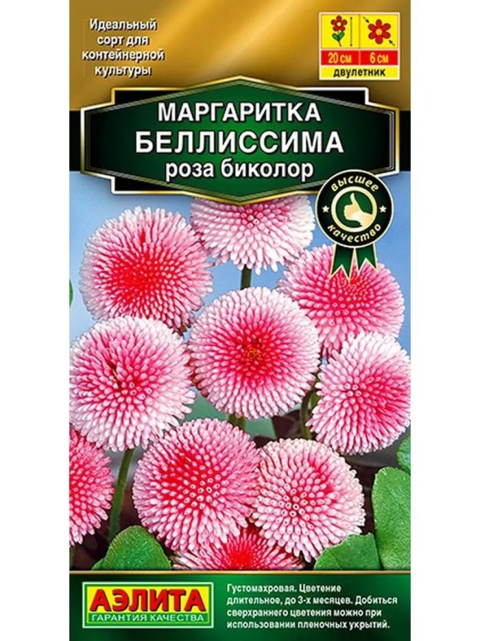 Маргаритка беллиссима роза биколор