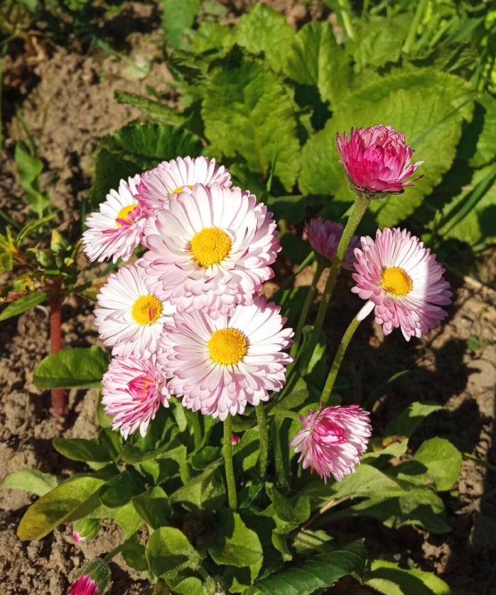 Маргаритки цветы неприхотливые