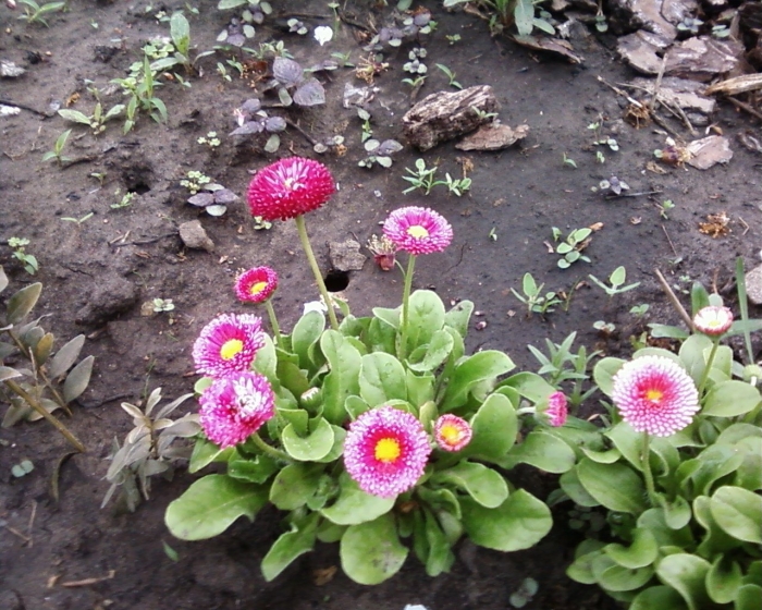 Маргаритка красная многолетняя