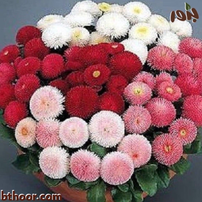 Маргаритка тассо микс