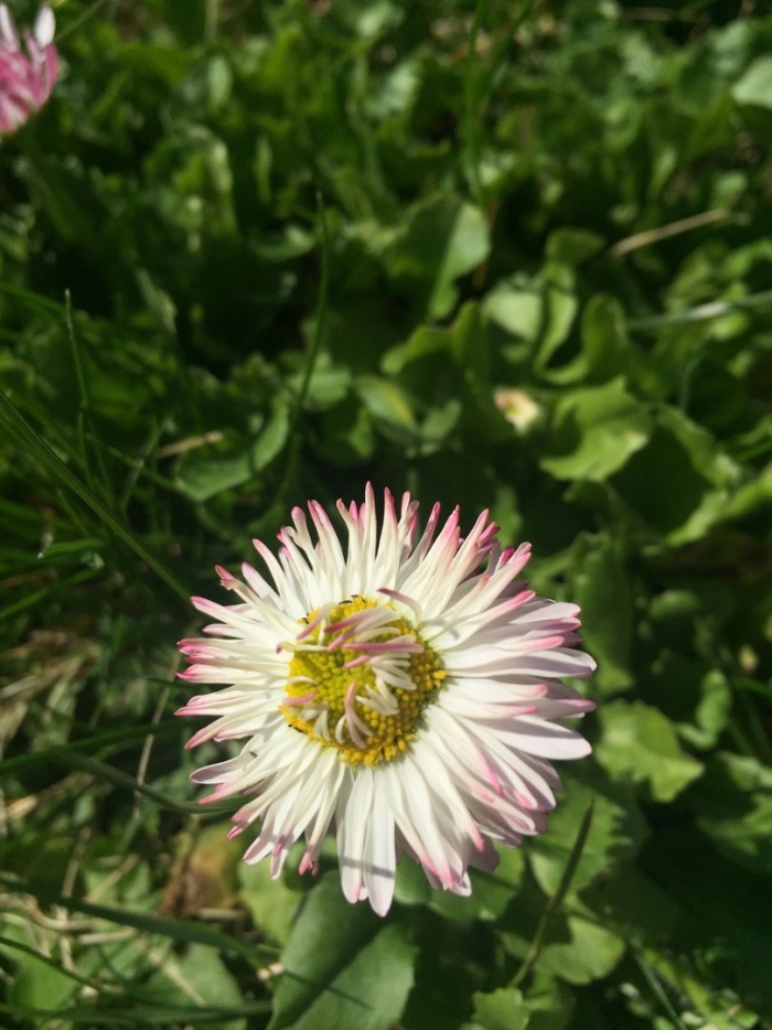 Маргаритка растение