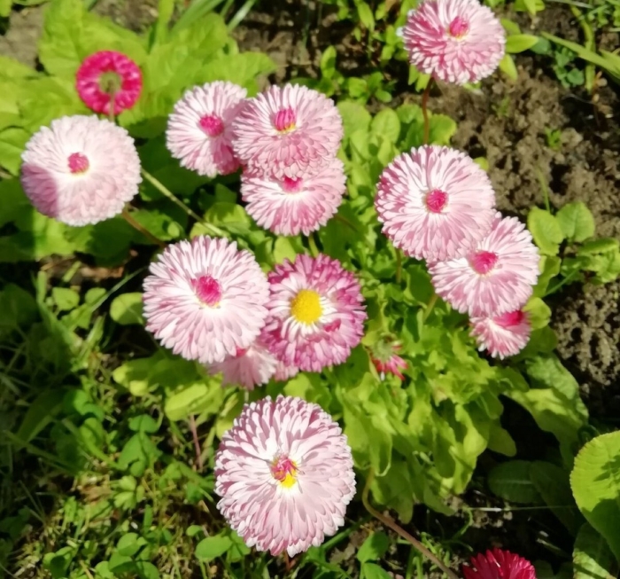 Маргаритка многолетняя bellis perennis