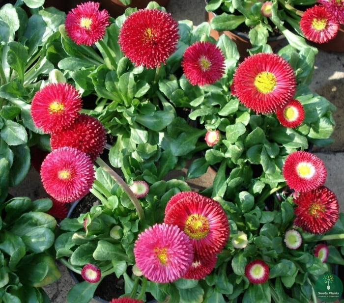 Маргаритка многолетняя тассо ред