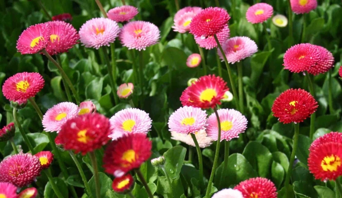 Маргаритка суперэнорма микс