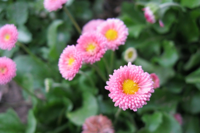 Маргаритка робелла