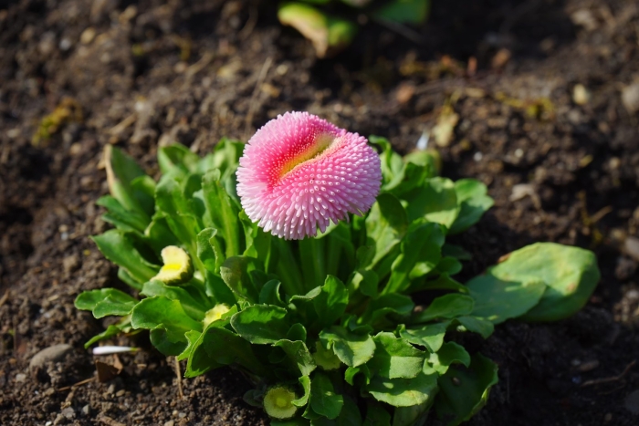 Маргаритка tasso pink