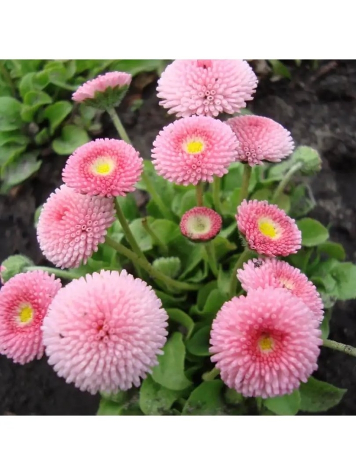 Маргаритка многолетняя помпонетт