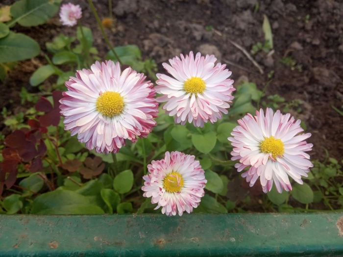 Маргаритка многолетняя