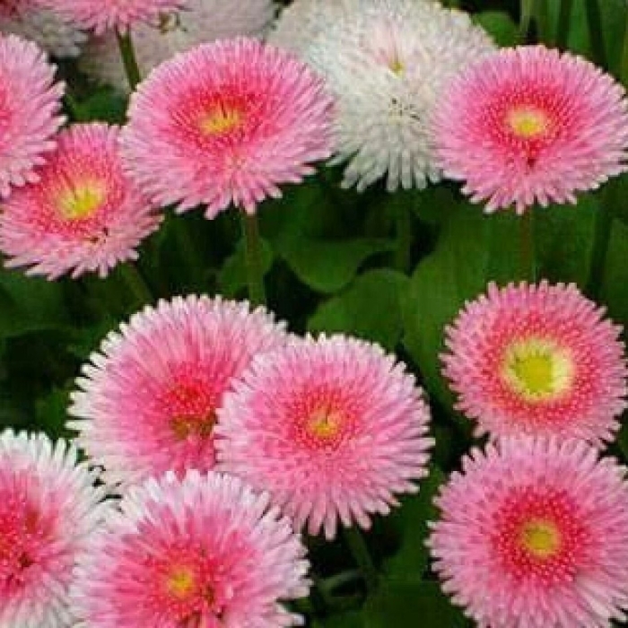 Маргаритка tasso pink