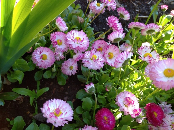 Маргаритка многолетняя великолепная