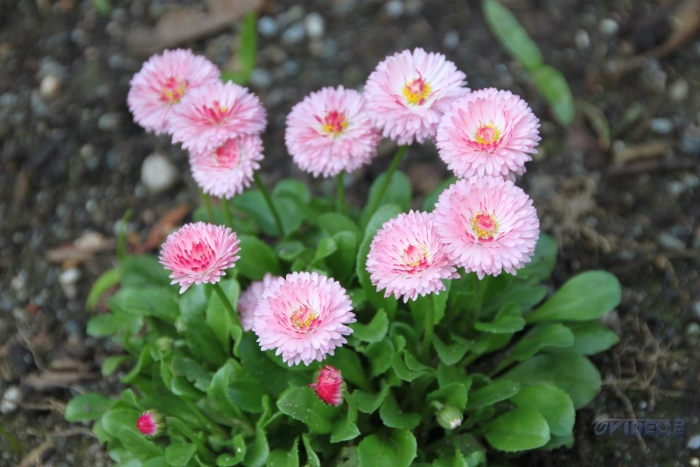 Маргаритка пани зося