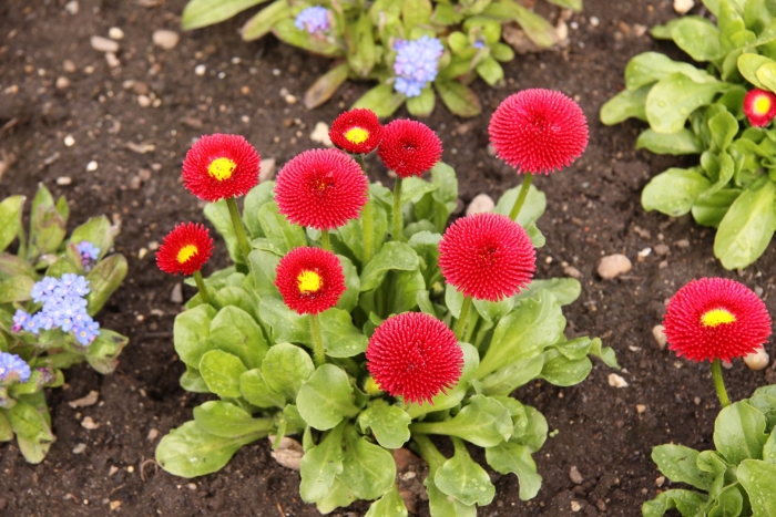 Маргаритка красная пуговка помпонная