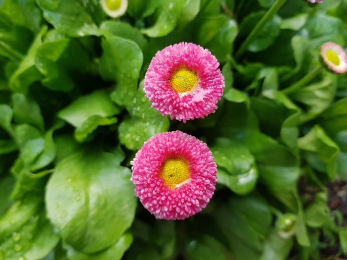 Маргаритка bellis perennis