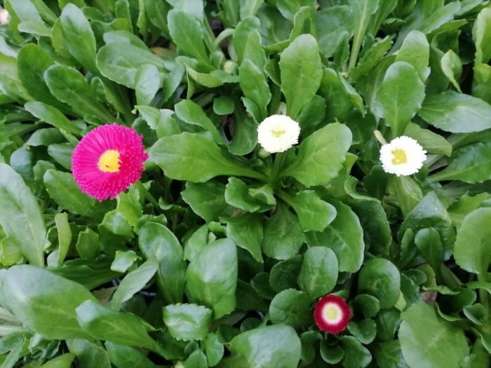 Маргаритки в горшке