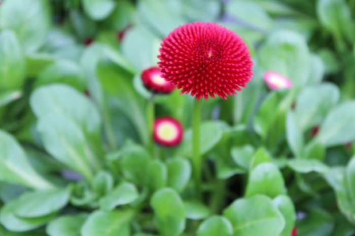 Маргаритка многолетняя тассо