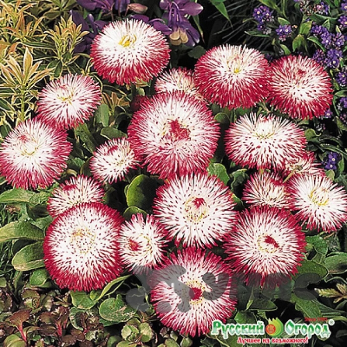 Маргаритка хабанера