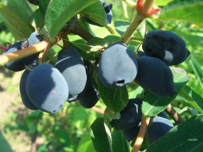 Жимолость съедобная нижегородская ранняя