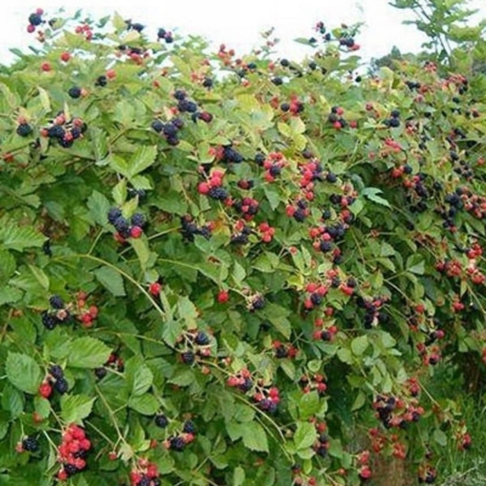 Ежемалина кумберленд