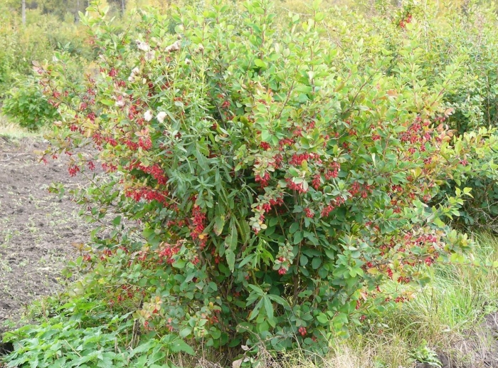 Барбарис обыкновенный куст