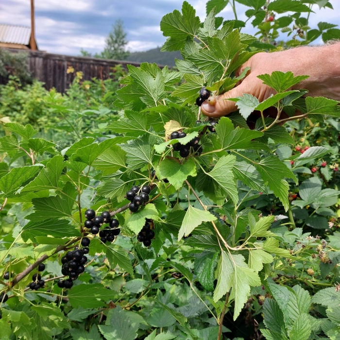 Смородина черная куст
