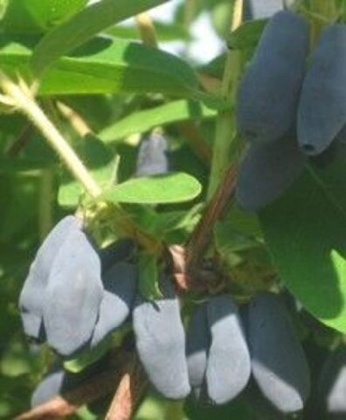 Жимолость сорта