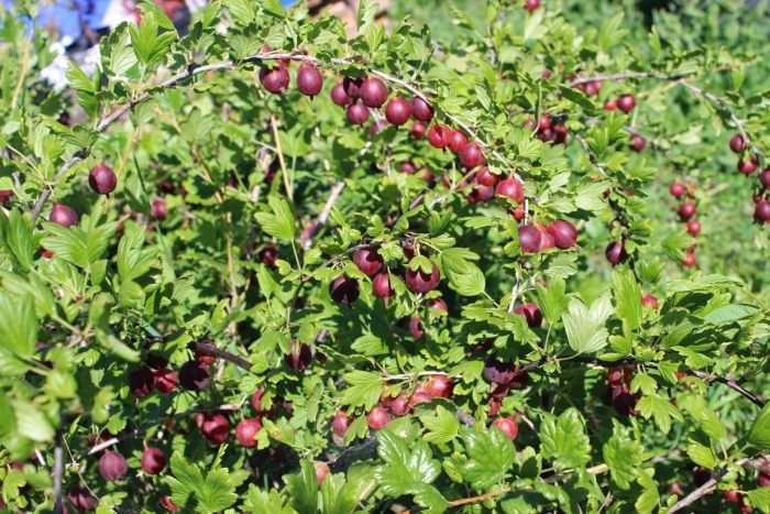 Крыжовник бесшипный командор