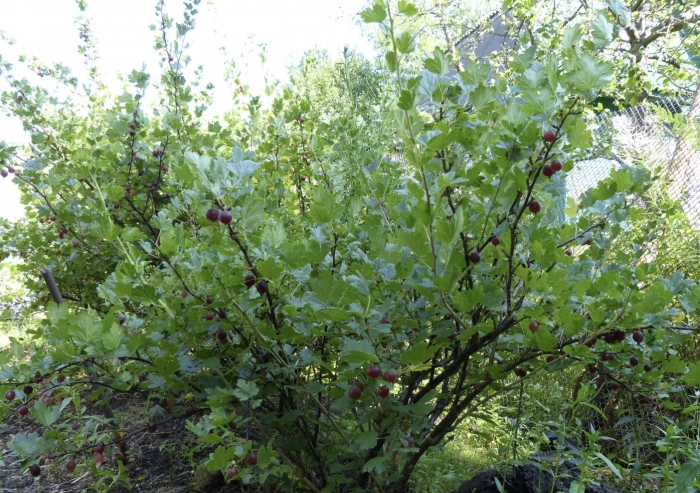 Крыжовник отклоненный куст