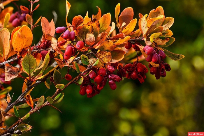 Барбарис крымский кустарник