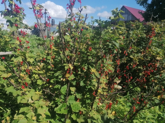 Смородина куст