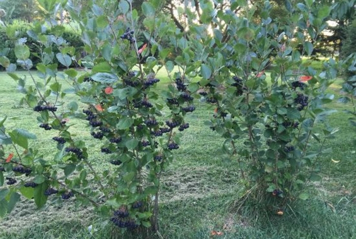 Арония черноплодная куст
