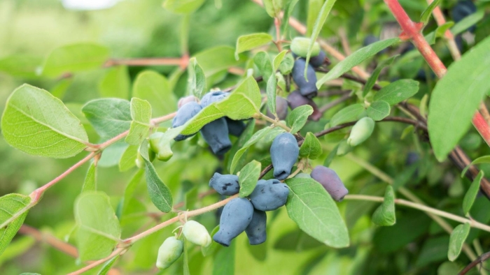 Жимолость обыкновенная