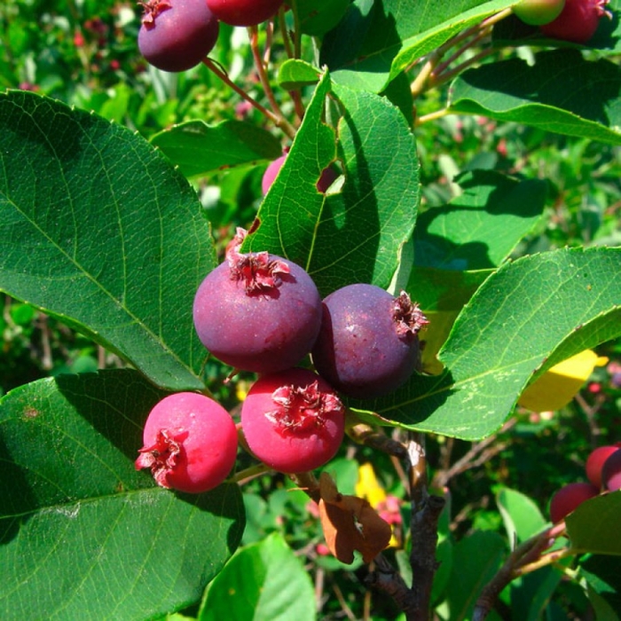 Ирга канадская (amelanchier canadensis)