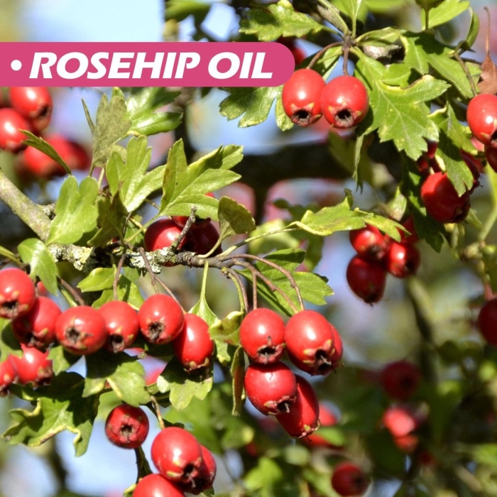 Боярышник сибирский crataegus sanguinea