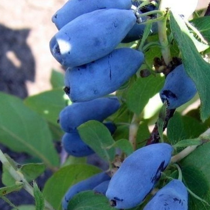 Жимолость голубое веретено