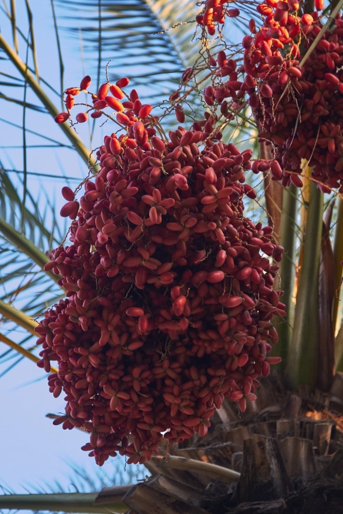 Королевский финик пальма