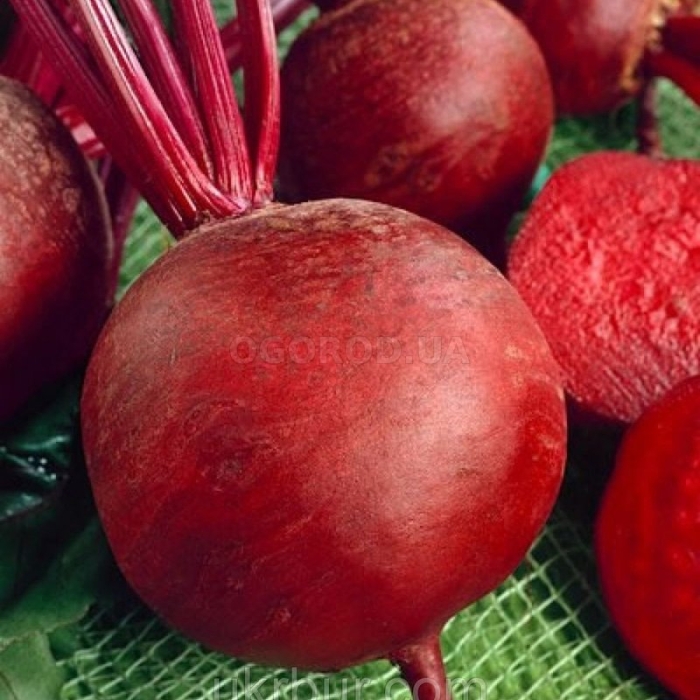 Свекла крымская борщевая