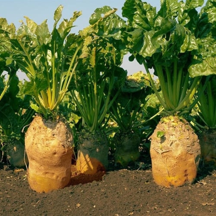 Свекла кормовая эккендорфская желтая