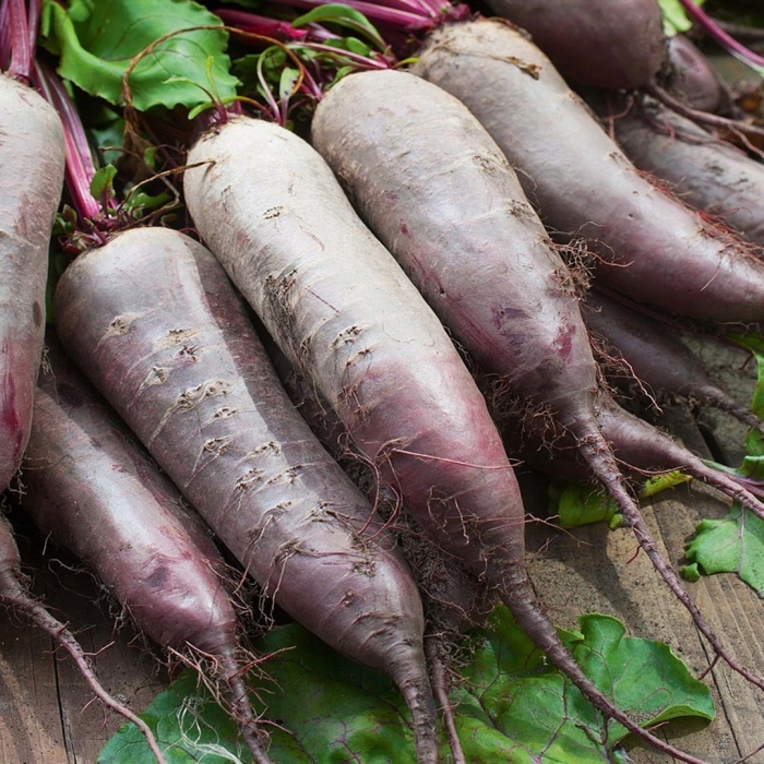 Бурак свекла