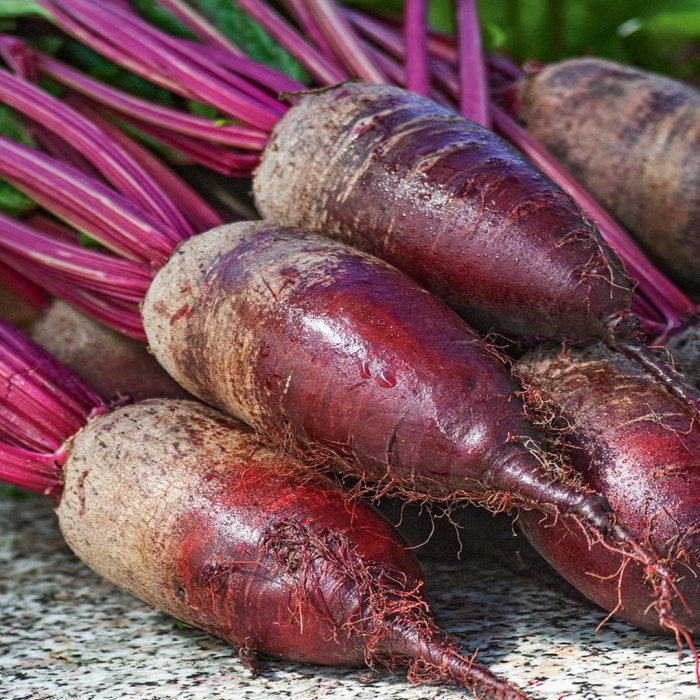 Свекла продолговатая