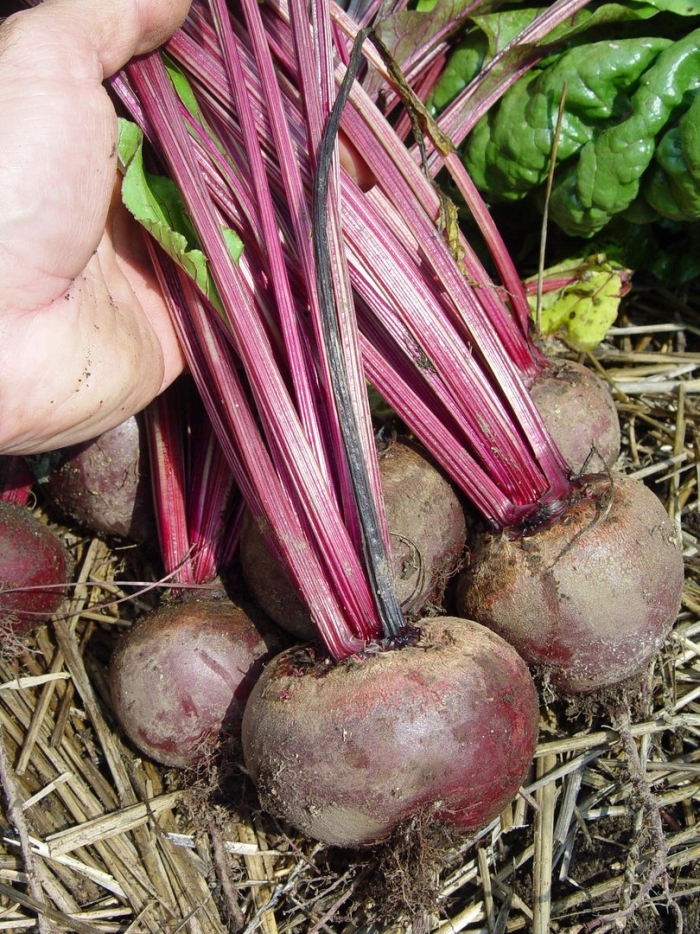 Свекла красная