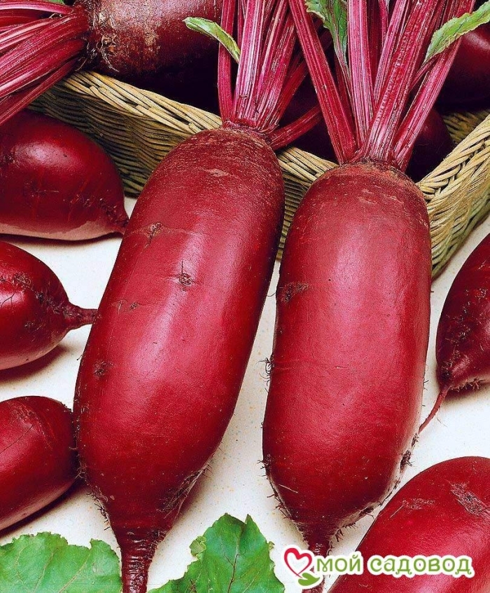 Свекла таунус