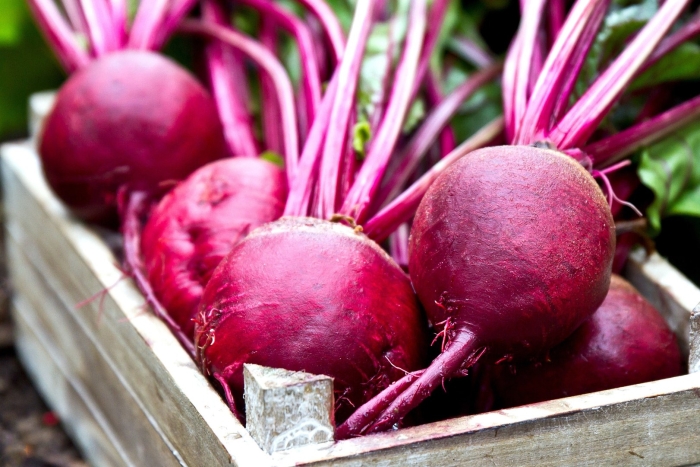 Свекла кубанская борщевая