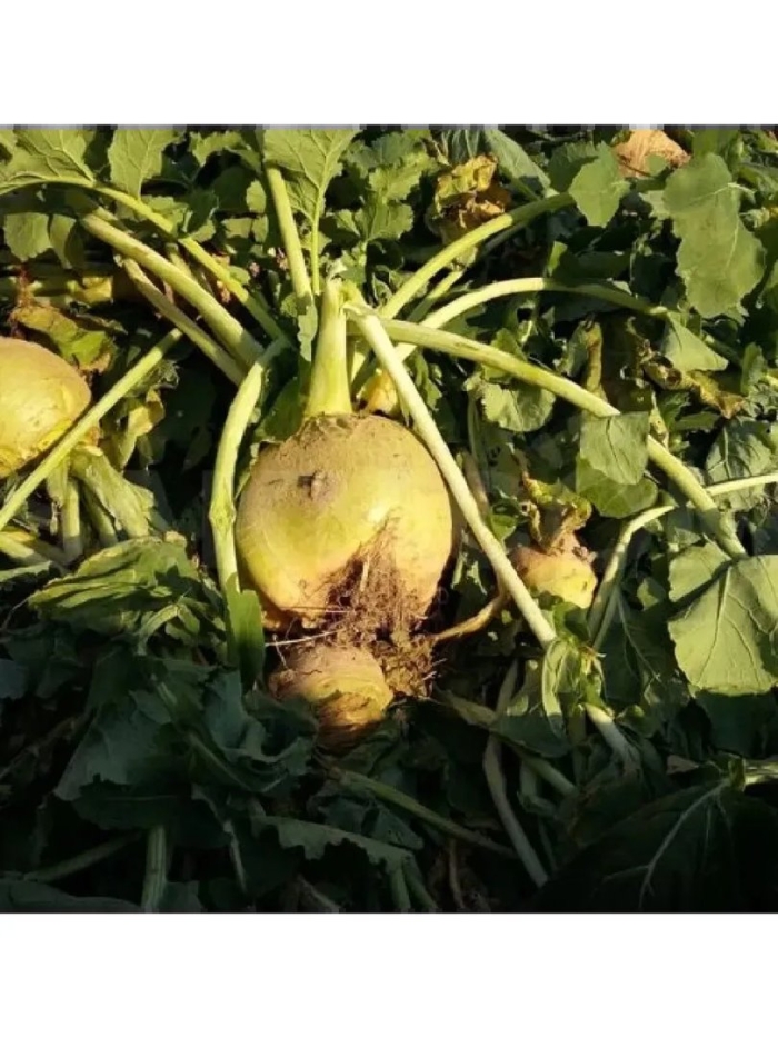 Брюква куузику