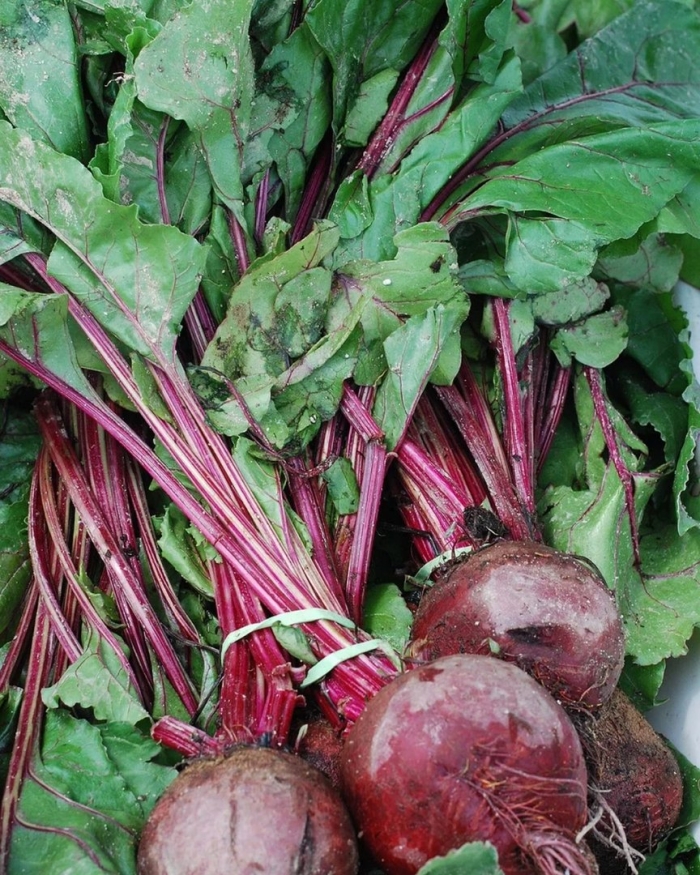 Борщевая свекла