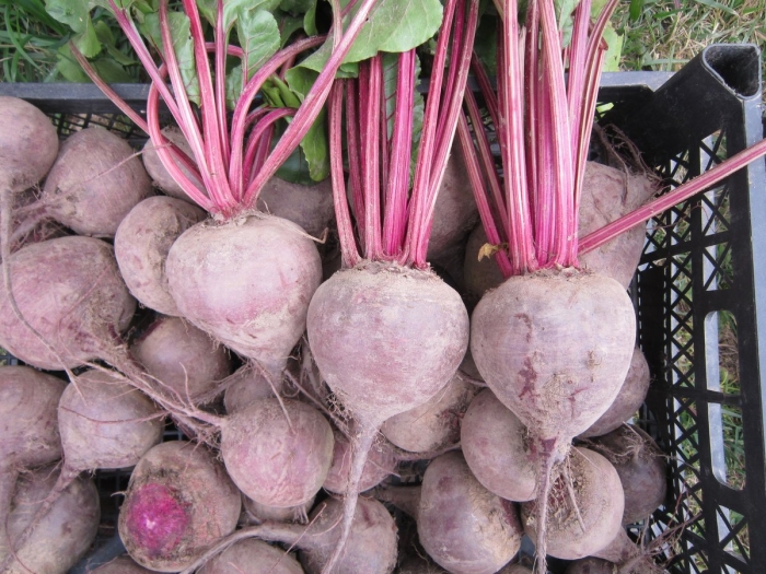 Свекла пабло f1