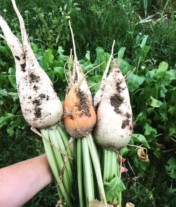 Бурак кормовая свекла