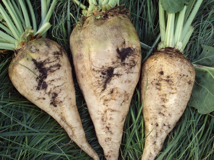 Сахарная свекла